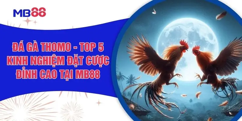 Đá Gà Thomo - Top 5 Kinh Nghiệm Đặt Cược Đỉnh Cao Tại MB88
