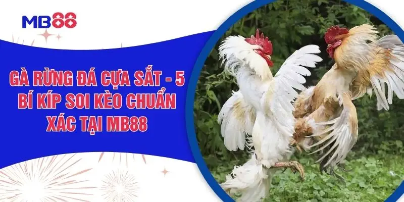 Gà Rừng Đá Cựa Sắt - 5 Bí Kíp Soi Kèo Chuẩn Xác Tại MB88